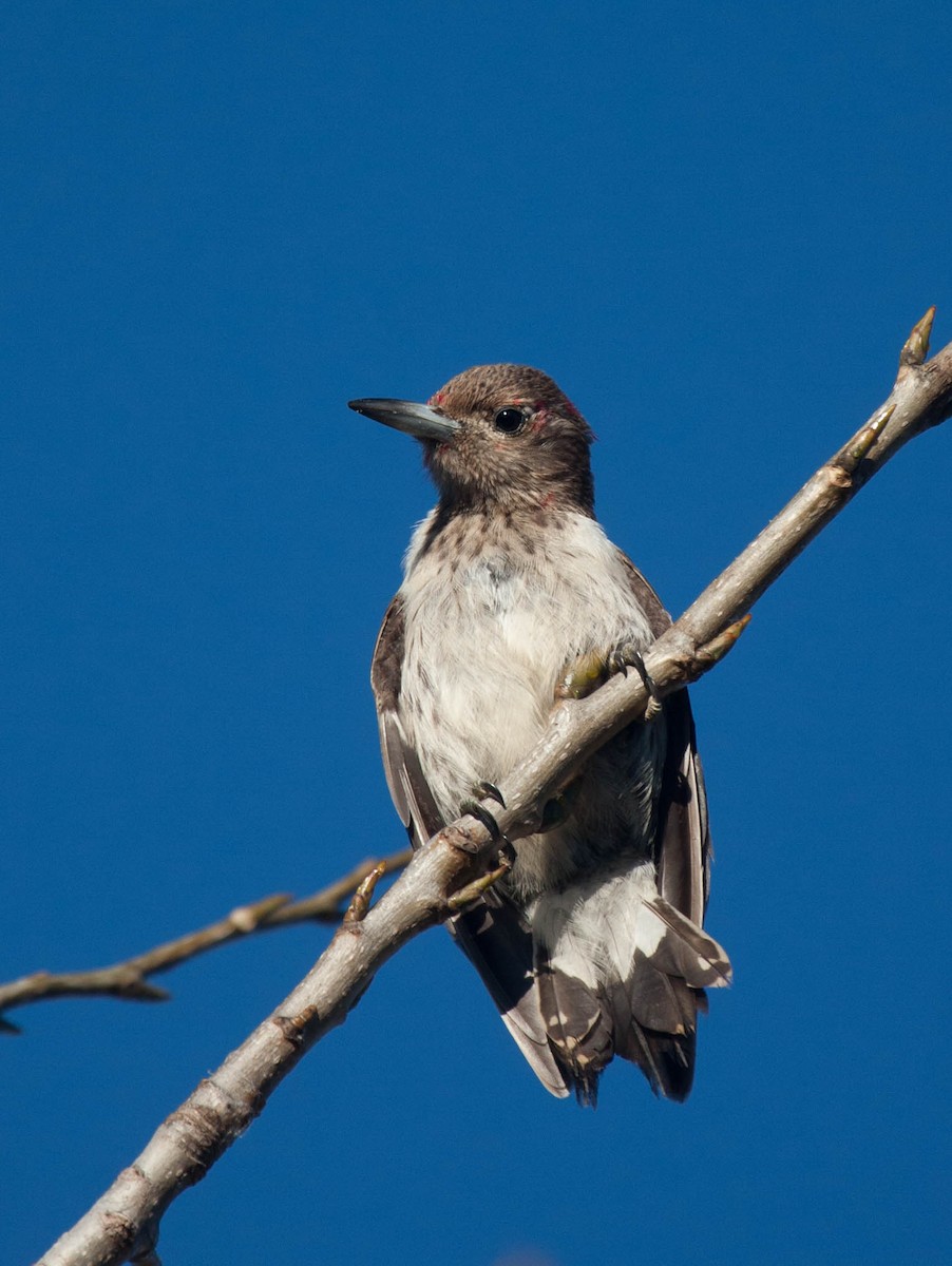 Red-headed Woodpecker - ML20648321