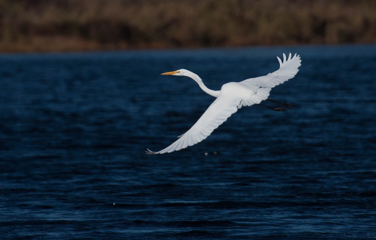 Great Egret - ML20648361