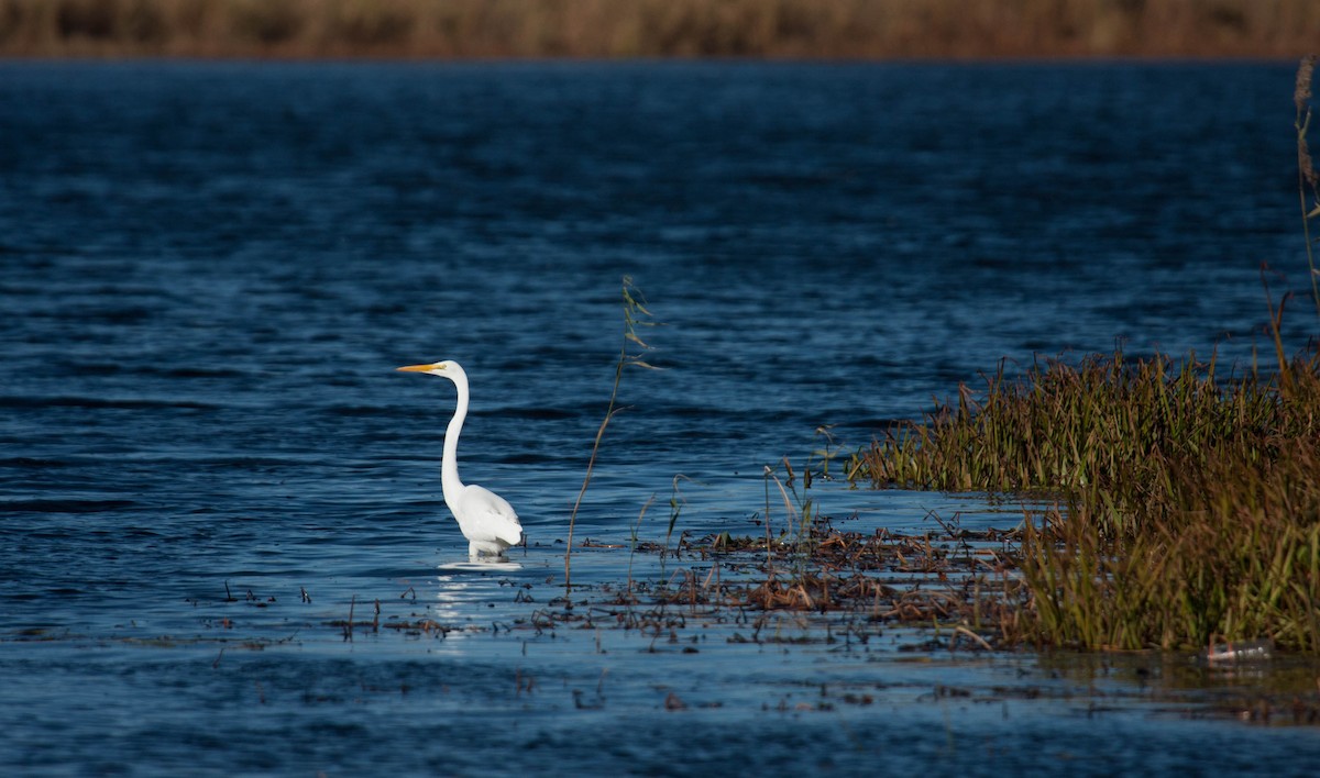 Great Egret - Marshall Iliff