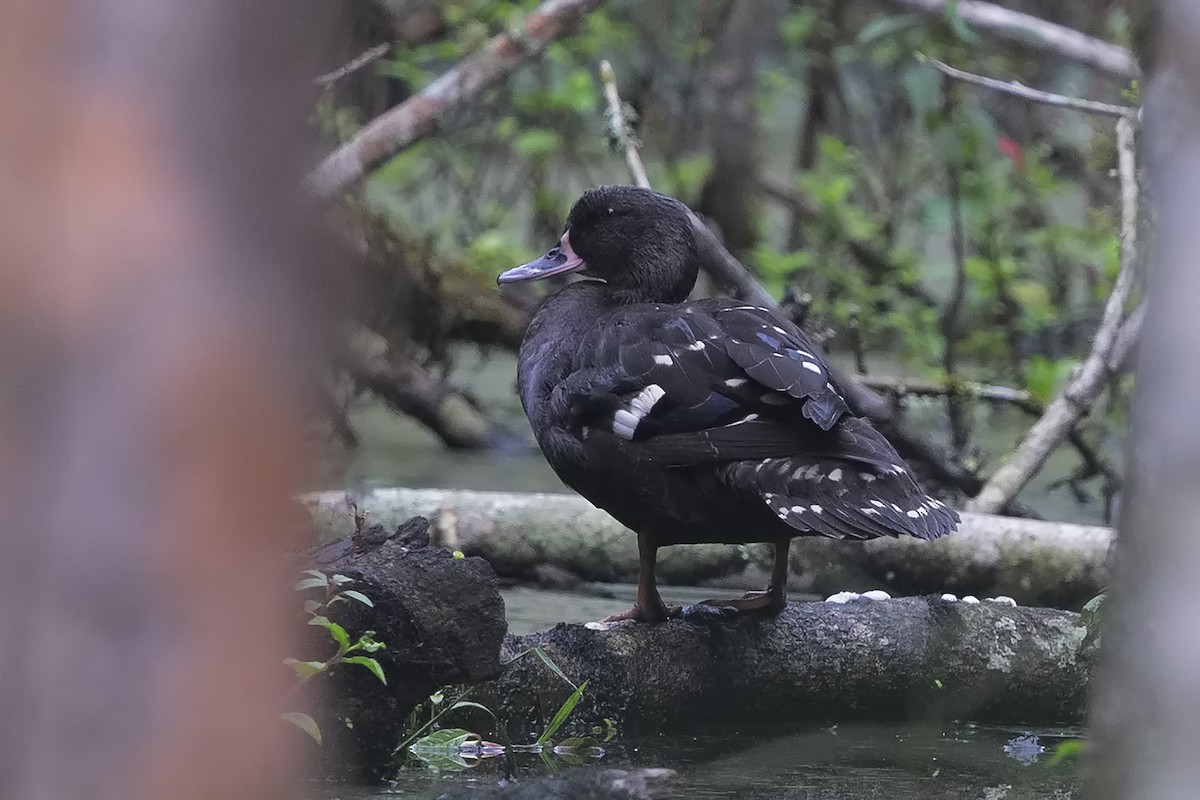 African Black Duck - ML206484191