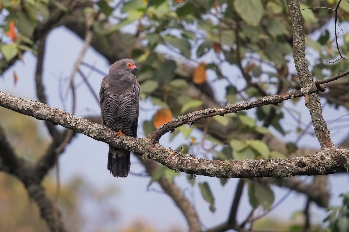 African Harrier-Hawk - ML206484221