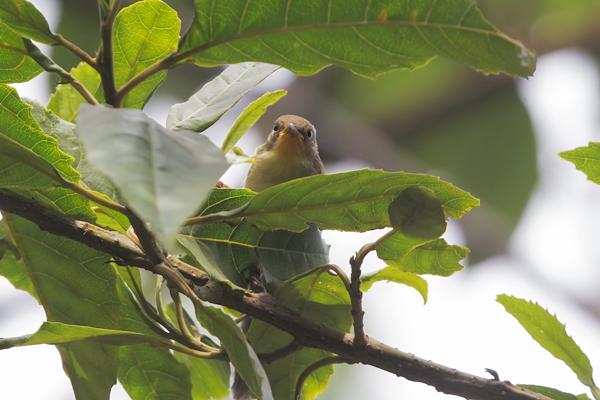 Chestnut-throated Apalis - ML206484291