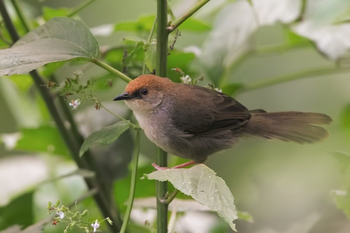 Chubb's Cisticola - ML206484331