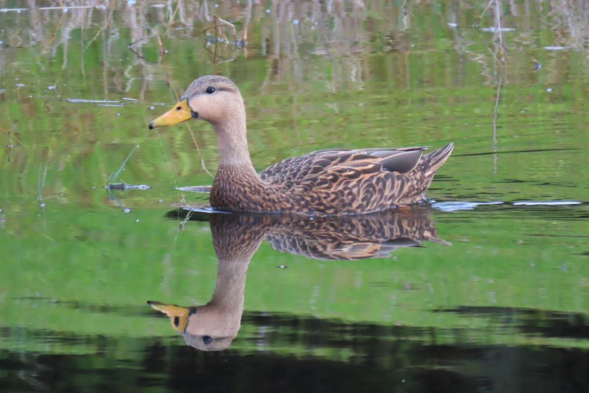 Mottled Duck - ML206484991