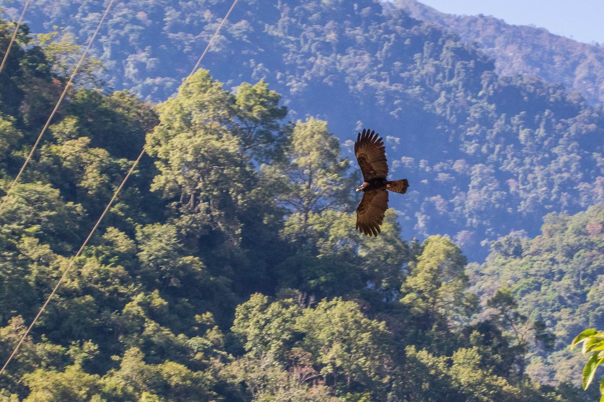 Black Eagle - Luis Mestre