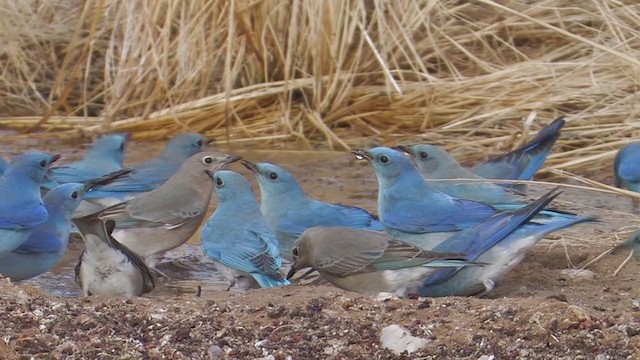 Mountain Bluebird - ML206487721