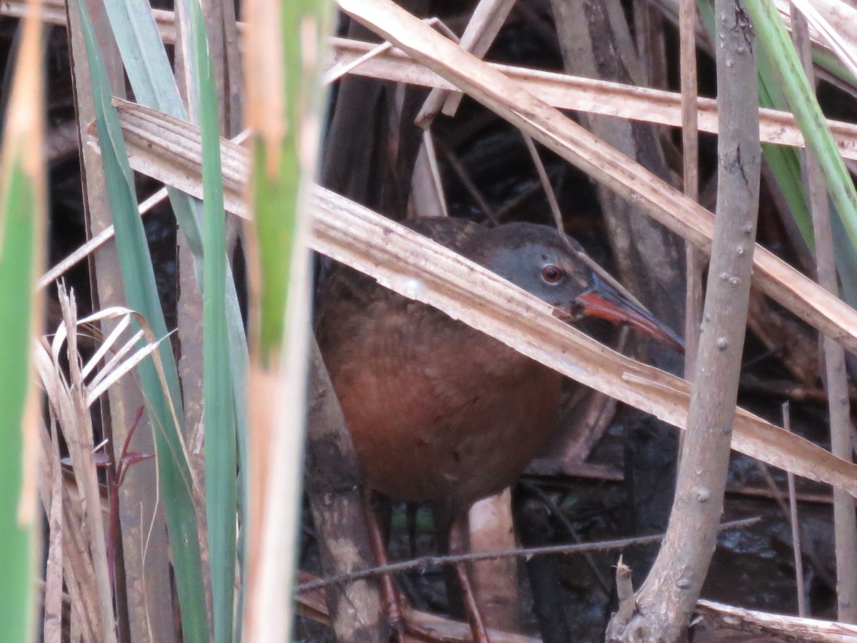 Virginia Rail - ML206489361