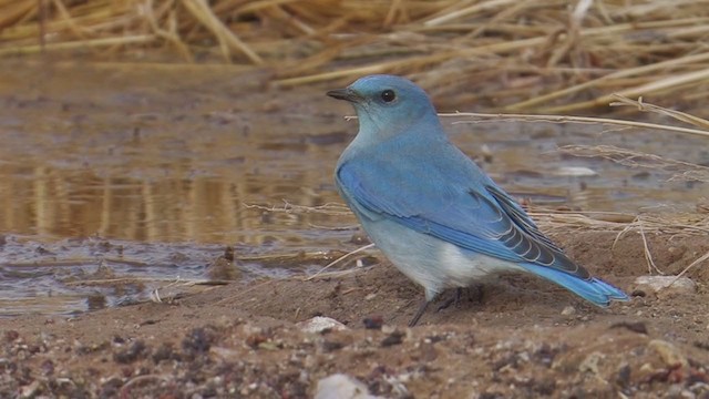 Mountain Bluebird - ML206489571