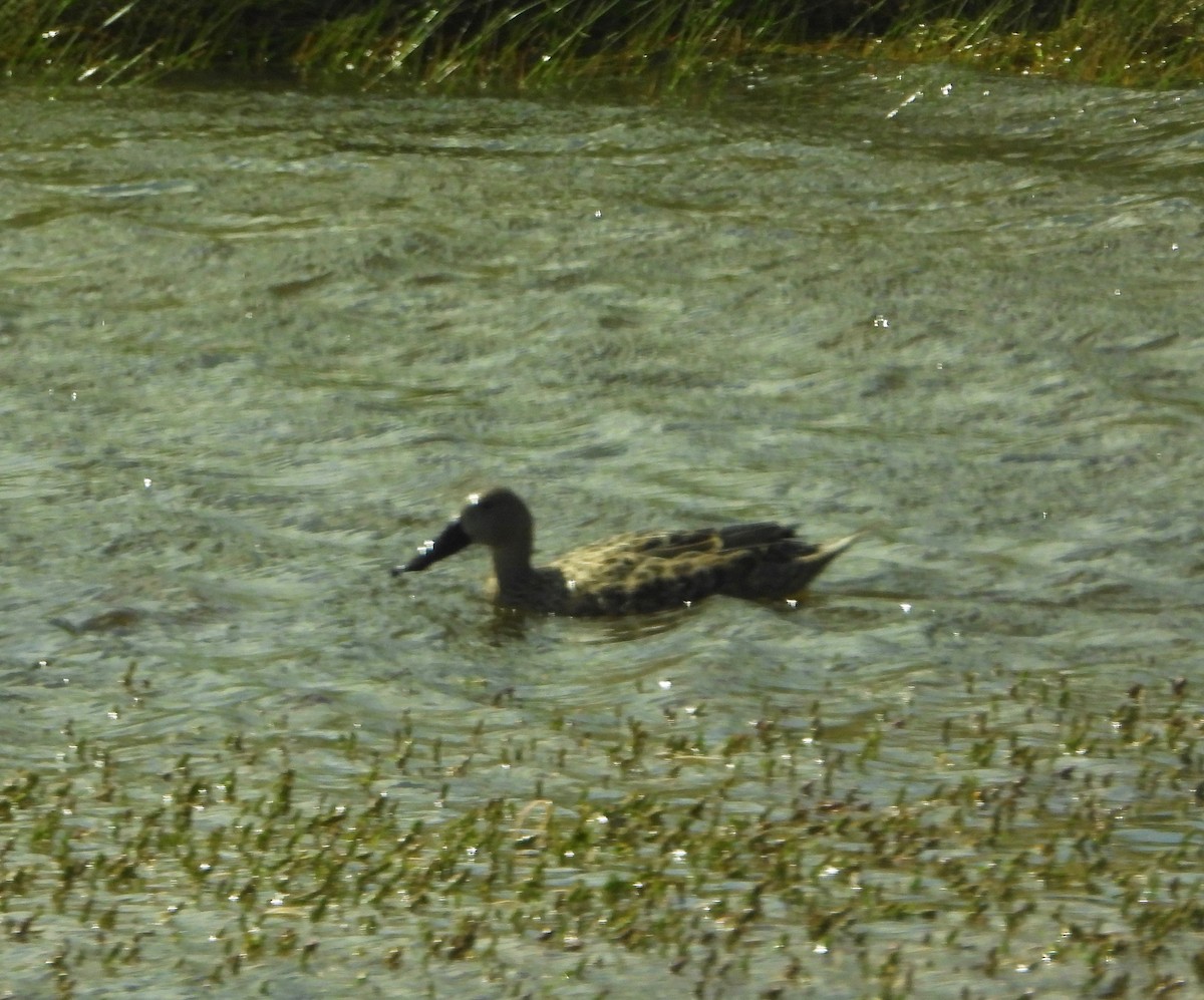 Red Shoveler - ML206489971