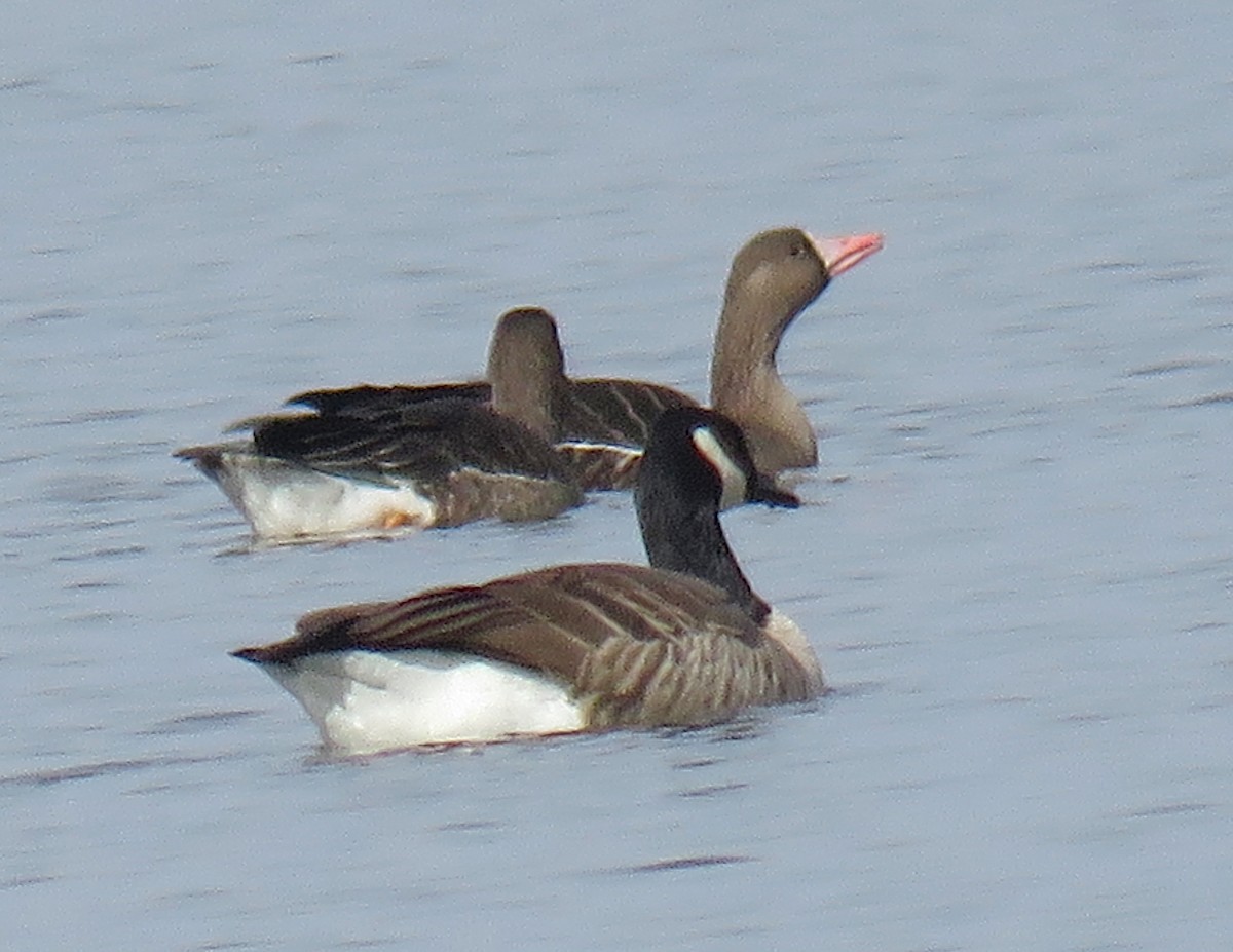 Greater White-fronted Goose - ML20649061