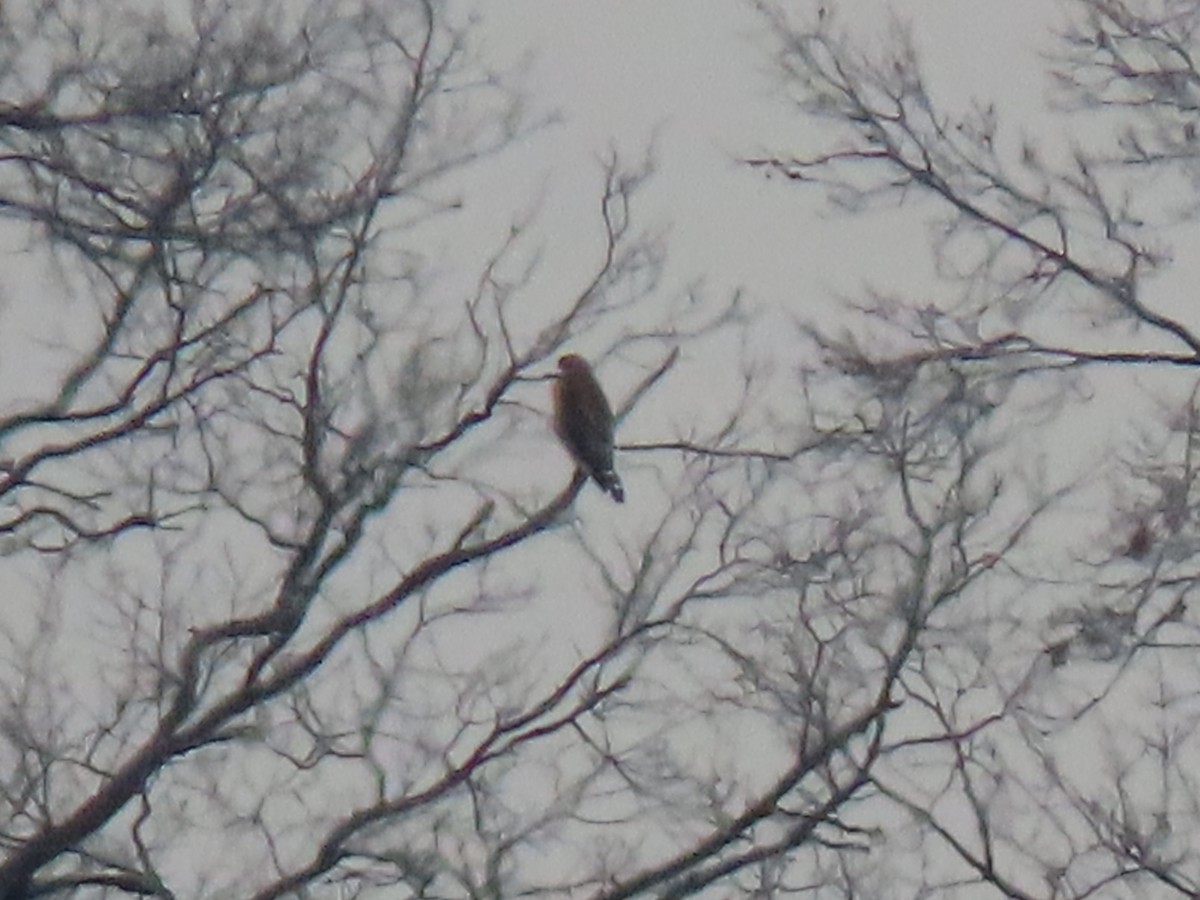 Red-shouldered Hawk - ML206491651