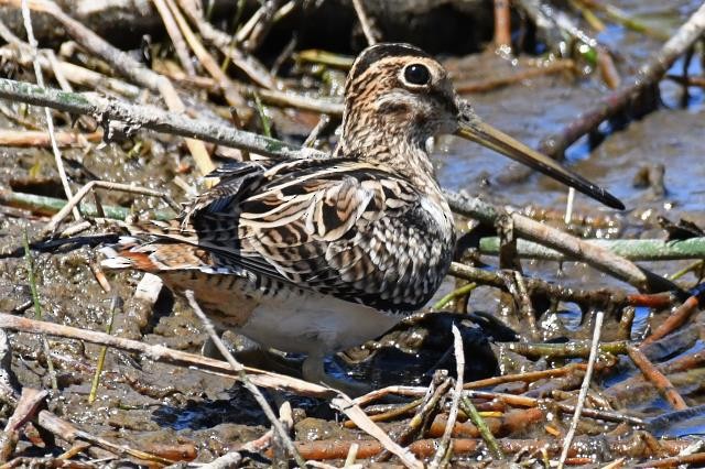 Latham's Snipe - ML206493651