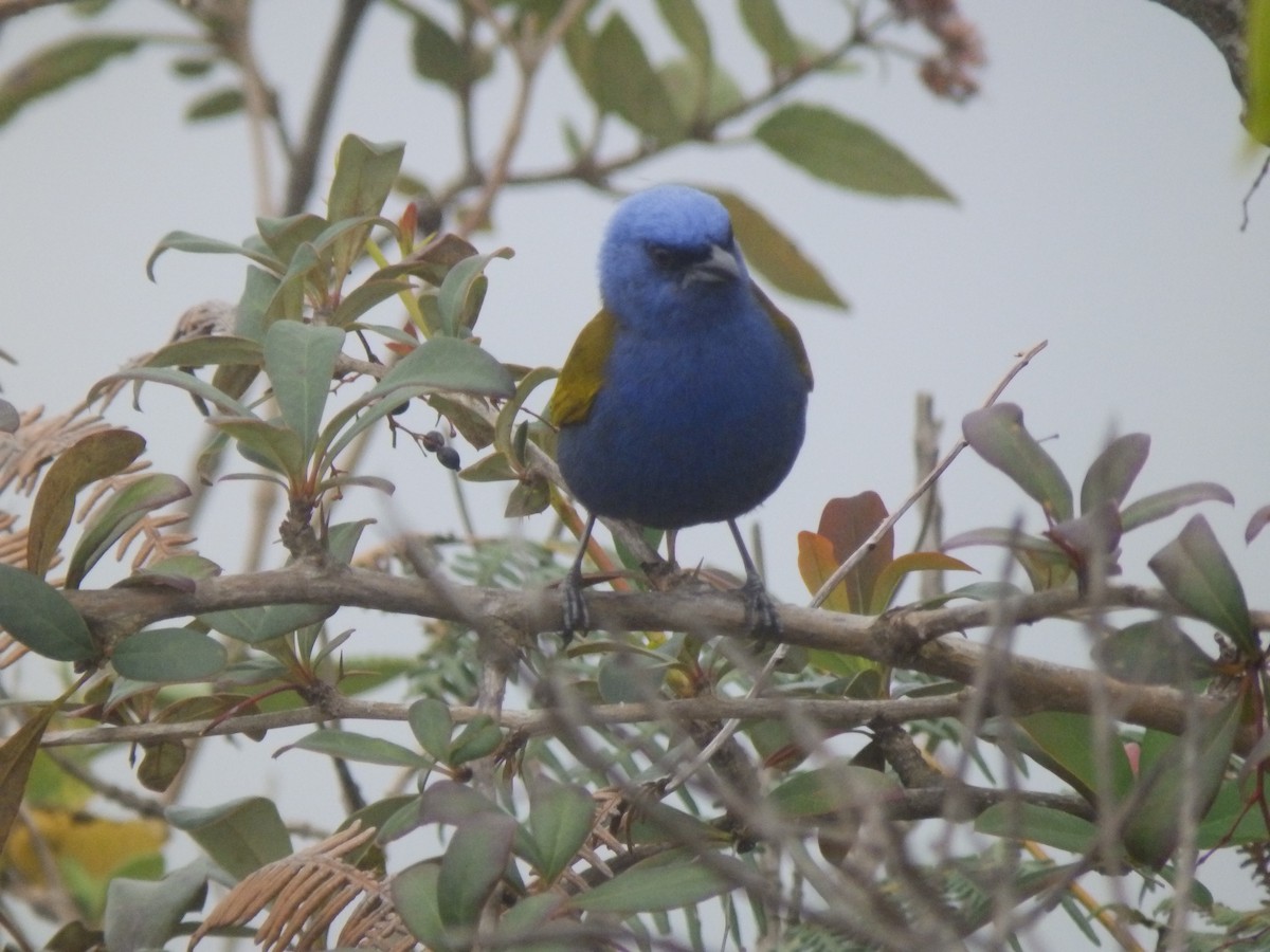 Blue-capped Tanager - Edouard Paiva