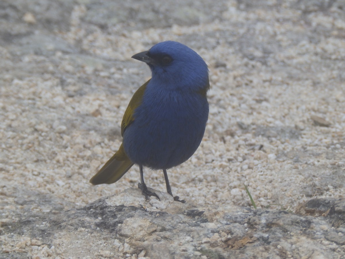 Blue-capped Tanager - Edouard Paiva