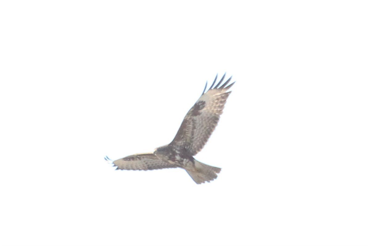 Common Buzzard - ML206494351