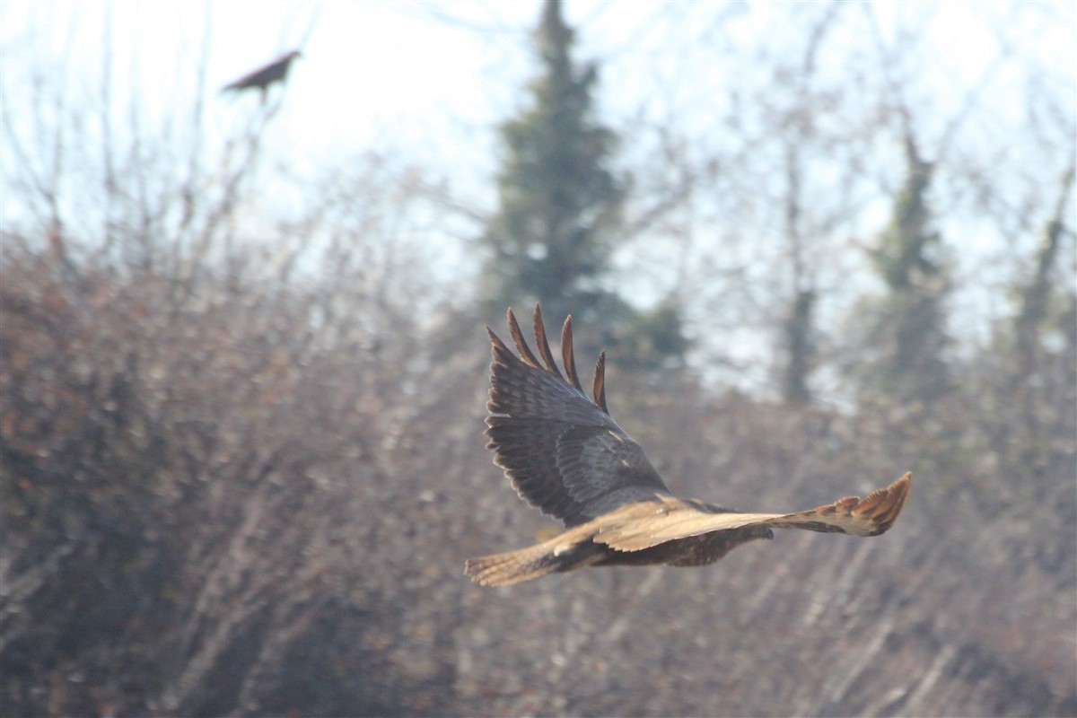 Common Buzzard - ML206494371