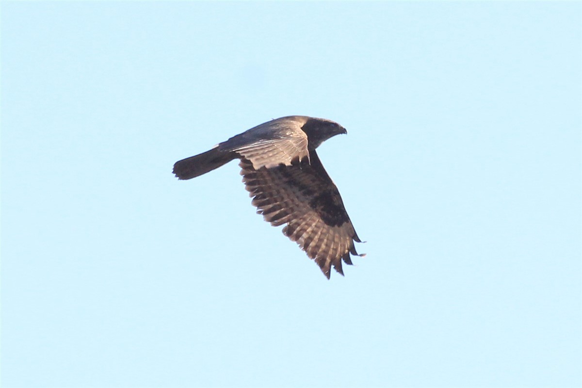 Common Buzzard - ML206494381