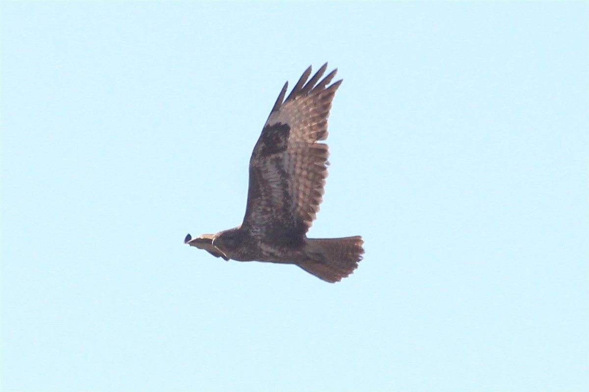 Common Buzzard - ML206494391