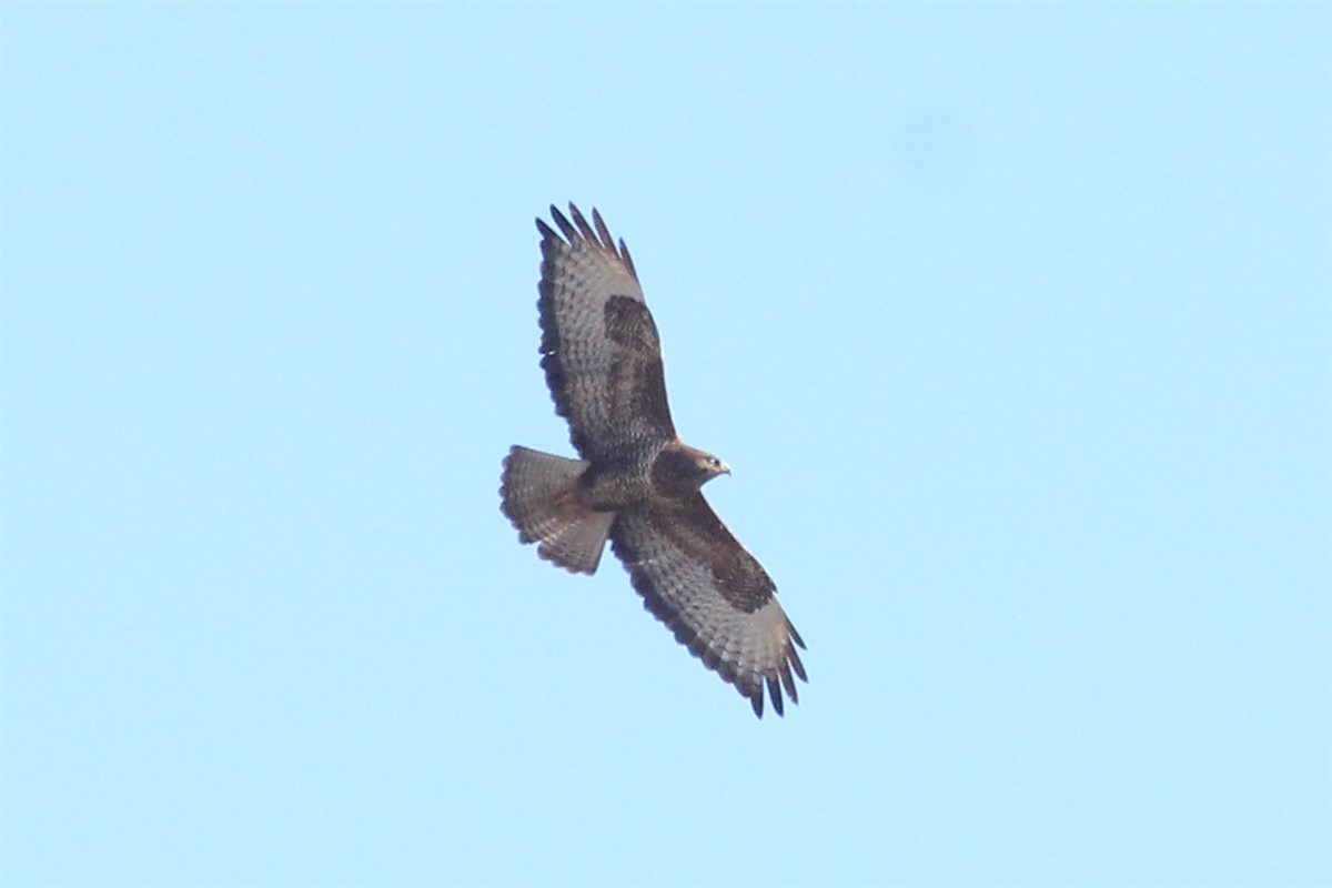 Common Buzzard - ML206494411