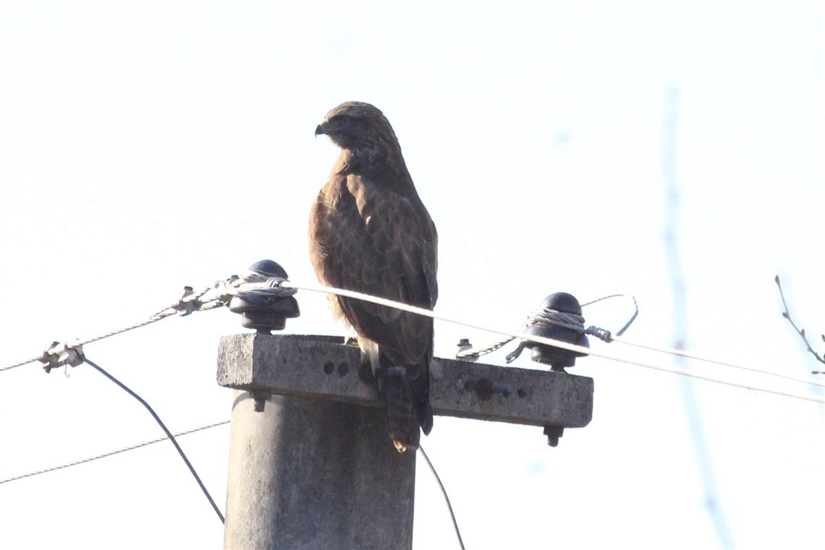 Common Buzzard - ML206494421