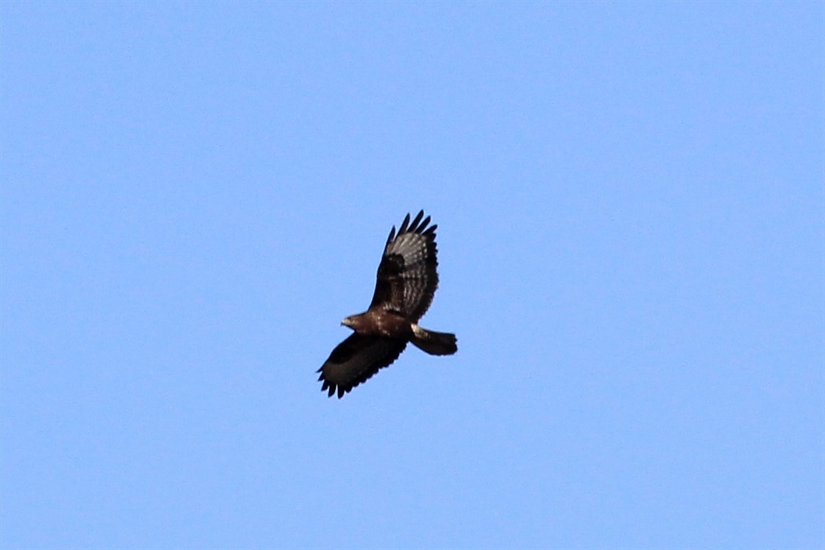 Common Buzzard - ML206494441