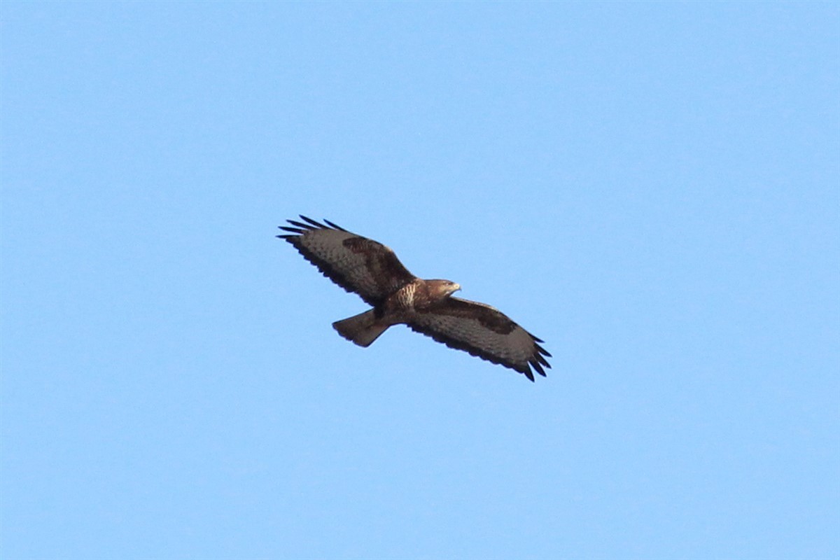 Common Buzzard - ML206494451