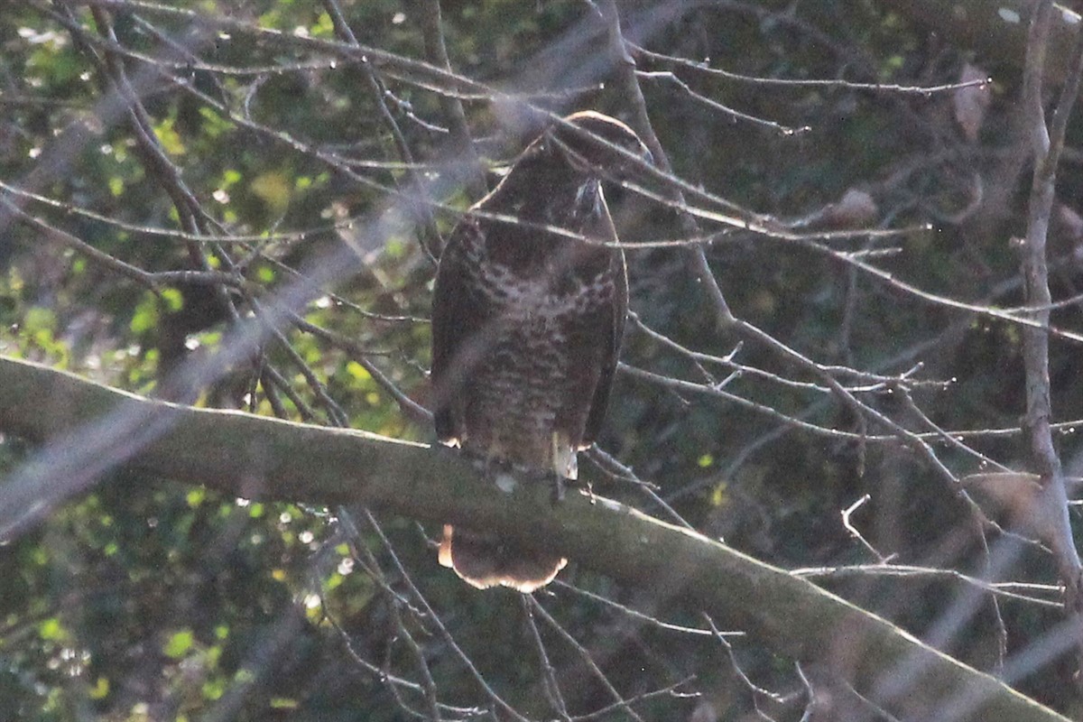 Common Buzzard - ML206494481