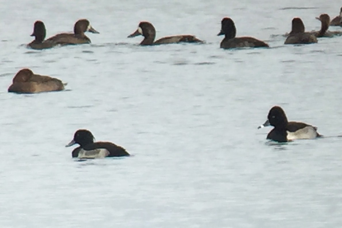 Tufted Duck - ML20649611