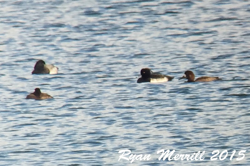 Tufted Duck - ML20649621