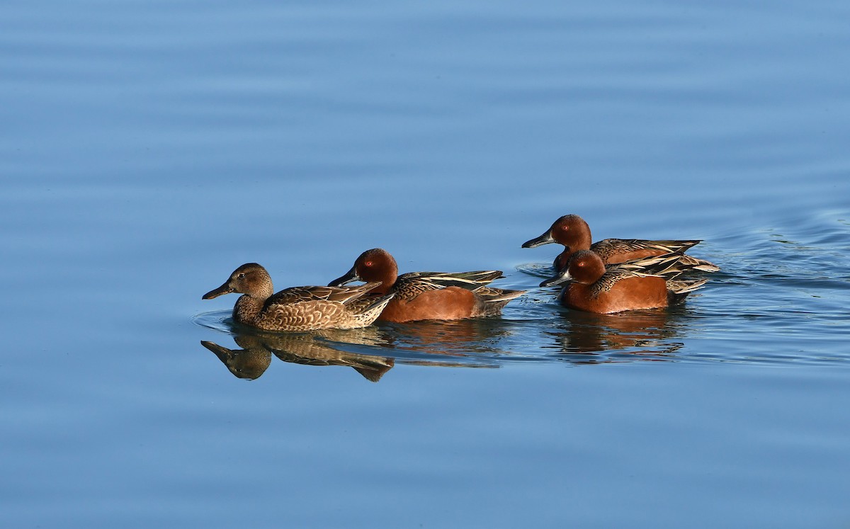 Cinnamon Teal - ML206496591