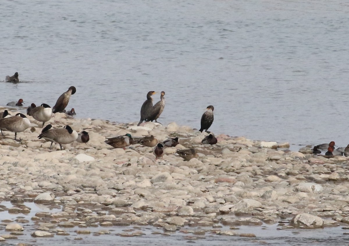 totoppskarv - ML206501141