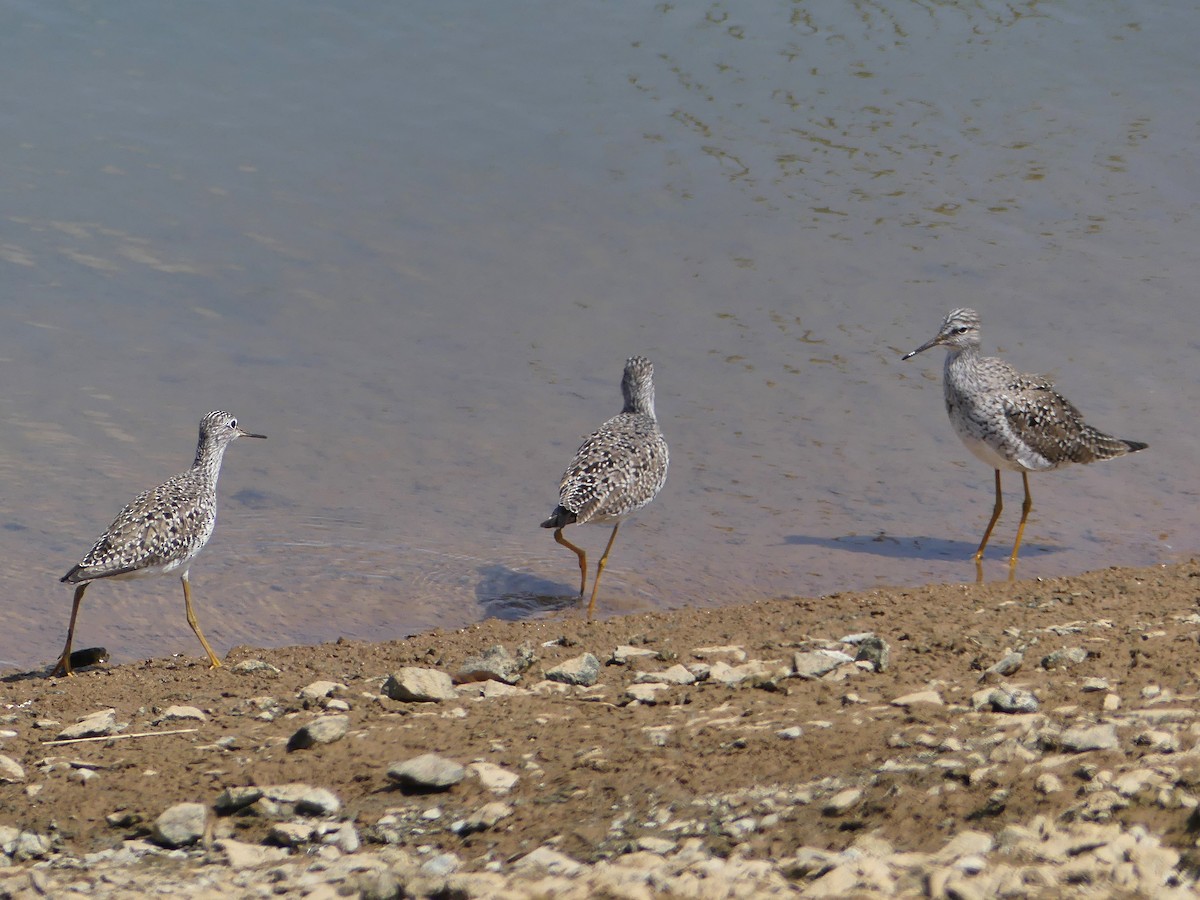 Lesser Yellowlegs - ML206501561