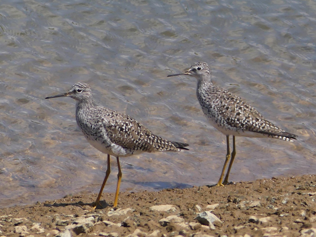 Lesser Yellowlegs - ML206501571