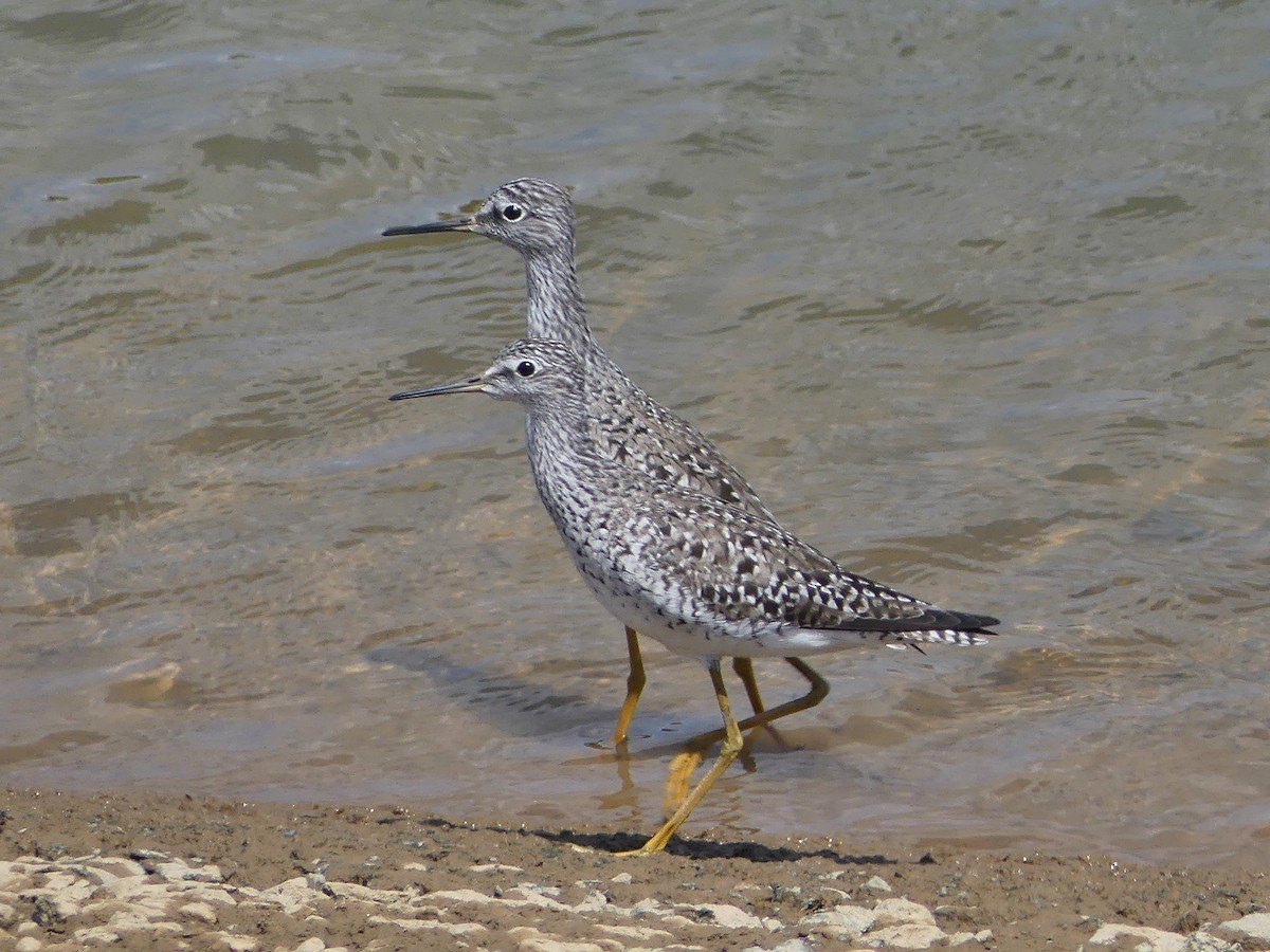 Lesser Yellowlegs - ML206501601