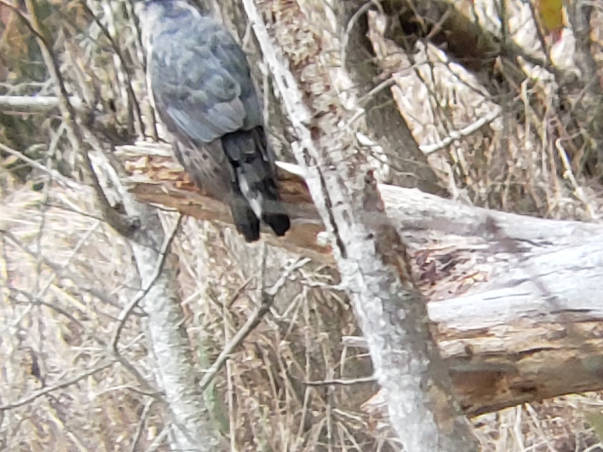 Cooper's Hawk - ML206502001