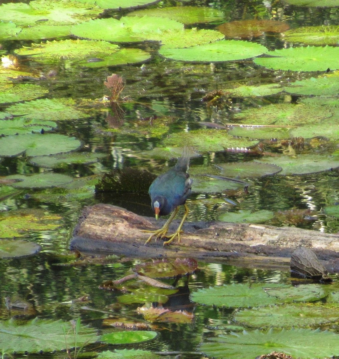 Purple Gallinule - Jim Zook