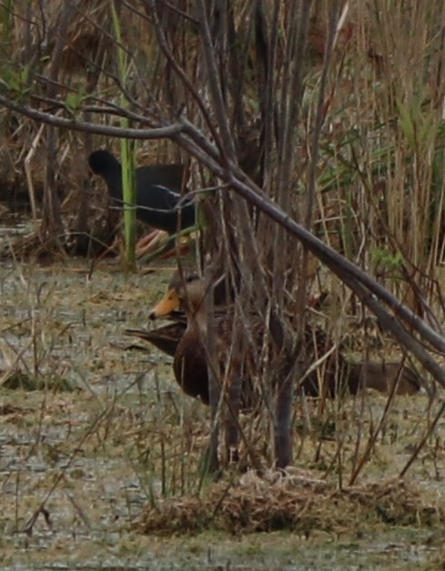 Mottled Duck - valerie heemstra