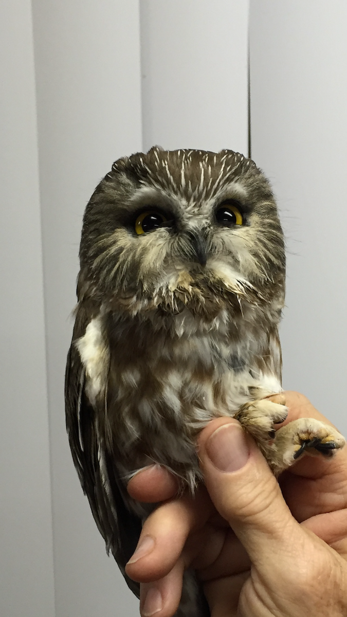 Northern Saw-whet Owl - ML20650701