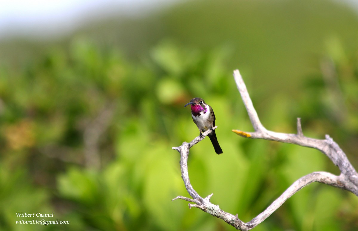 Mexican Sheartail - ML20650711