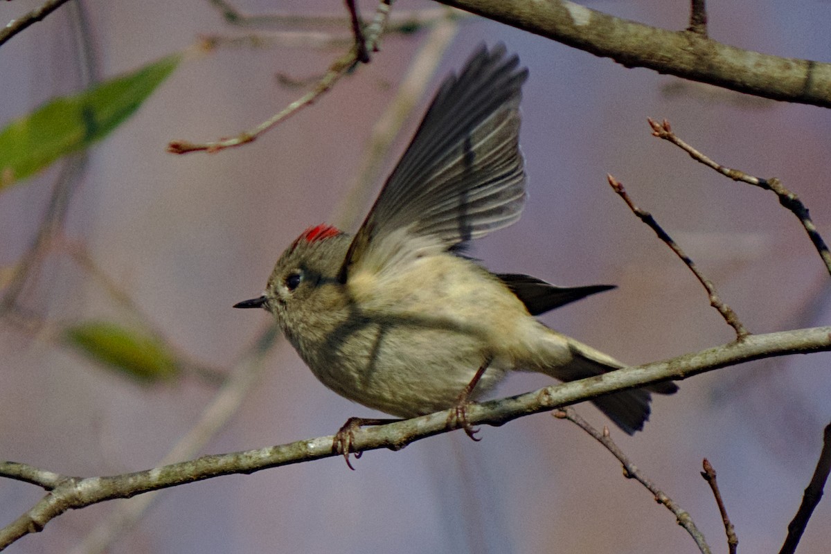 Ruby-crowned Kinglet - ML206507531