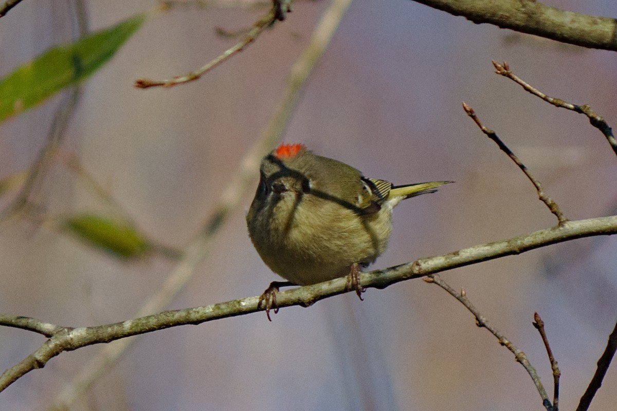 Ruby-crowned Kinglet - ML206507991