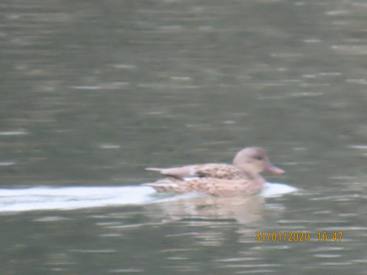 Gadwall - ML206510631