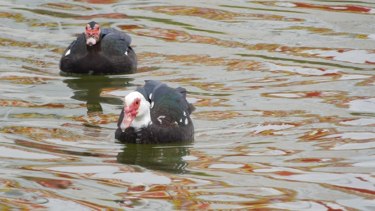 Muscovy Duck (Domestic type) - ML206513251