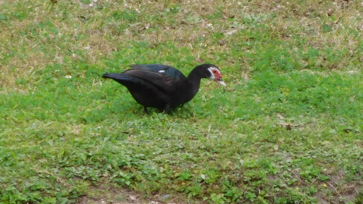 Muscovy Duck (Domestic type) - ML206513261