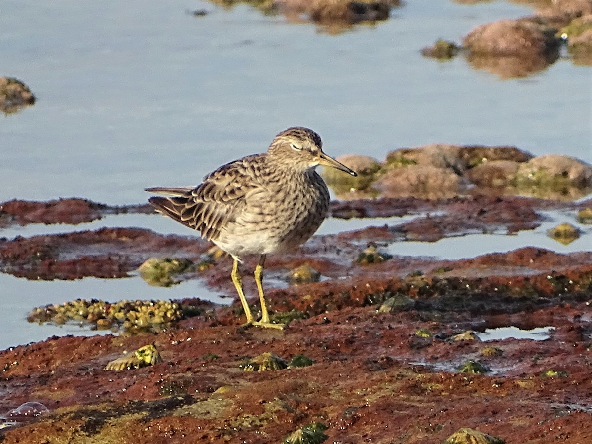 Pectoral Sandpiper - ML206515201