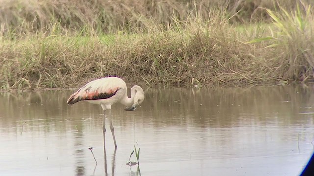 Chilean Flamingo - ML206516351