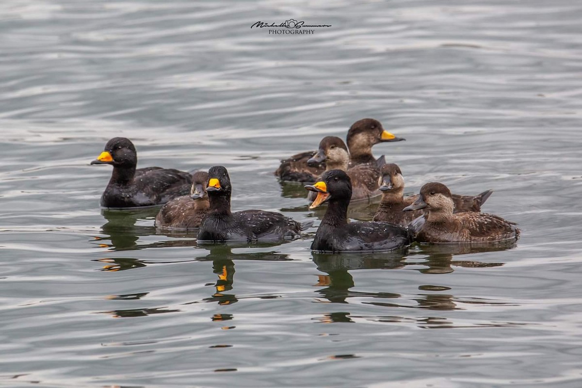 Black Scoter - Michelle Summers