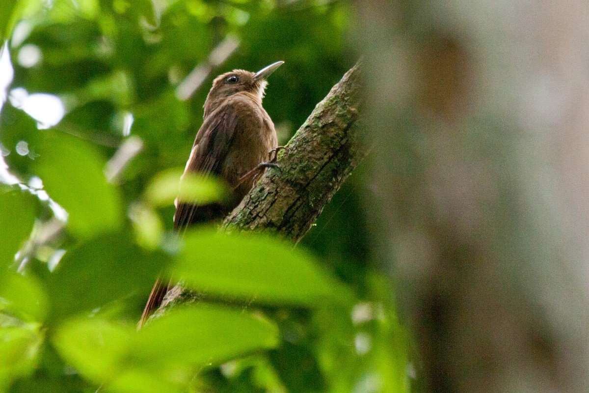 Plain-winged Woodcreeper - ML206516661