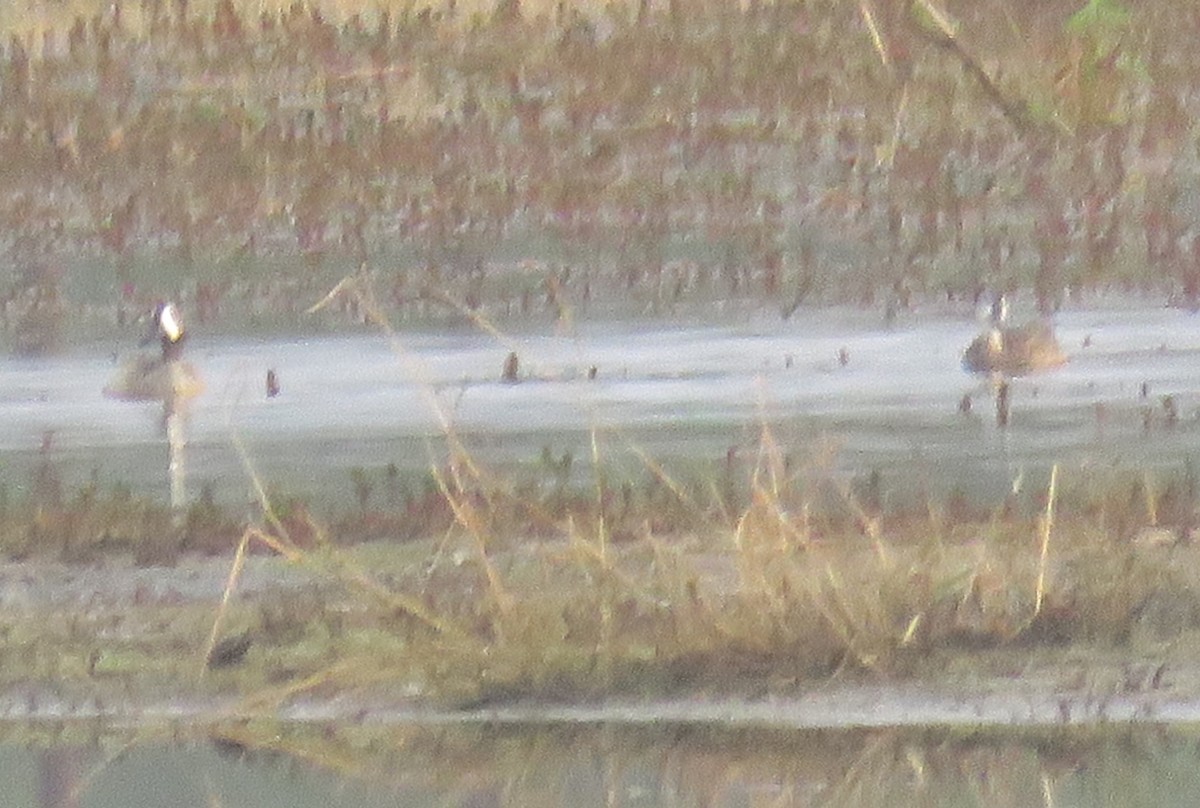 Blue-winged Teal - Robert Winter