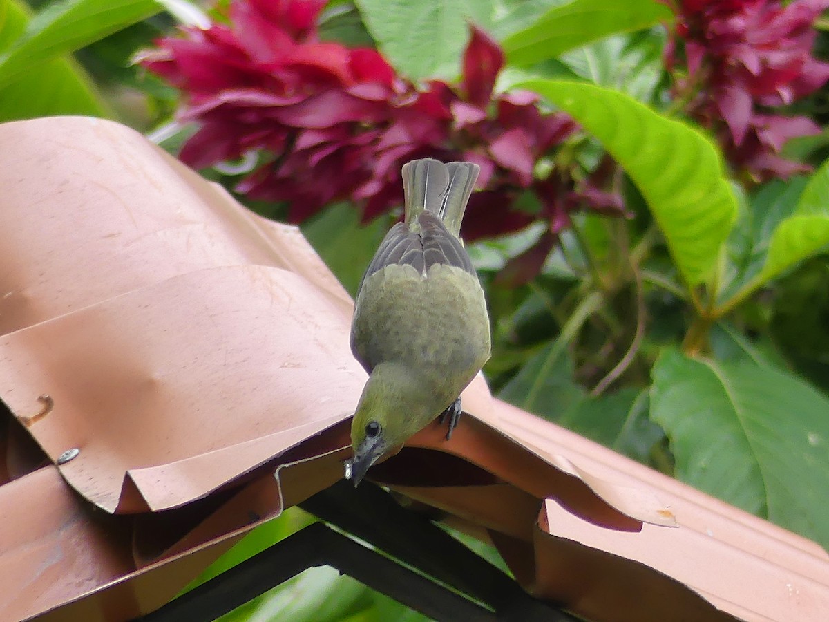 Palm Tanager - Shelley Rutkin